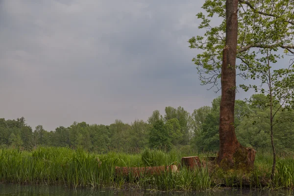 Spreewald na primavera — Fotografia de Stock