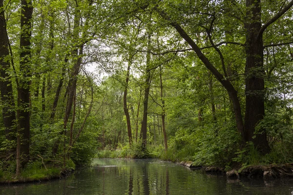 Spreewald en primavera — Foto de Stock