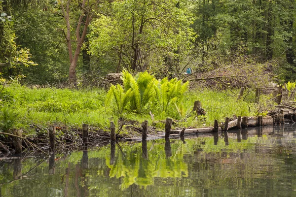 Spreewald en primavera — Foto de Stock