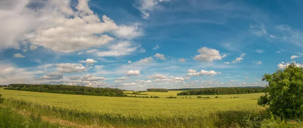 Landschap in het voorjaar van — Stockfoto