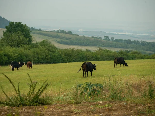 Kuh Auf Der Weide — Stockfoto