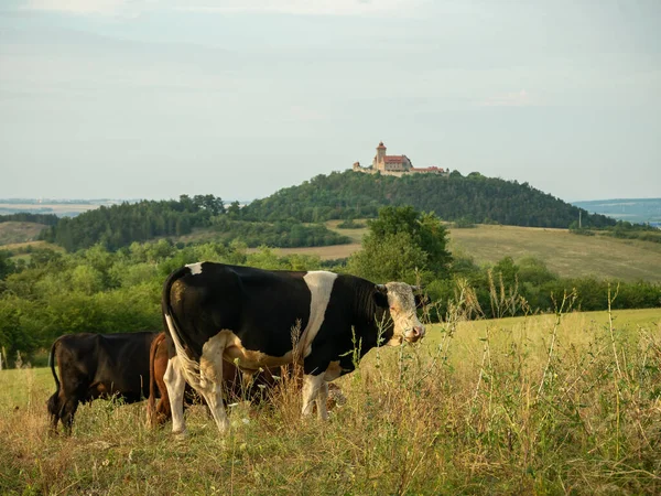 Корова Пастбище — стоковое фото