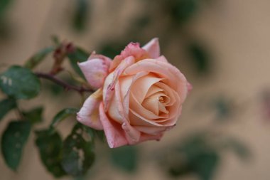 Bahçede somon renkli gül