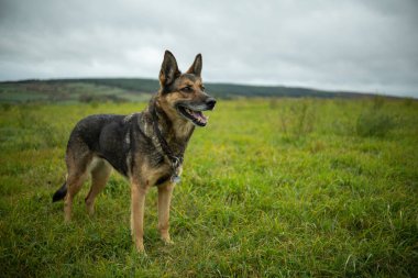 Sonbaharda Alman çoban köpeği