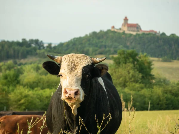 Vaca Pasto — Foto de Stock