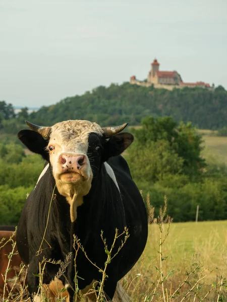 Vaca Pasto — Foto de Stock