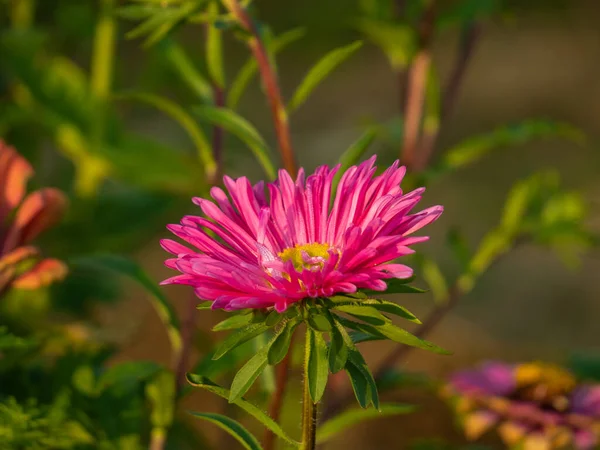Kolorowe Kwiaty Ogrodzie — Zdjęcie stockowe