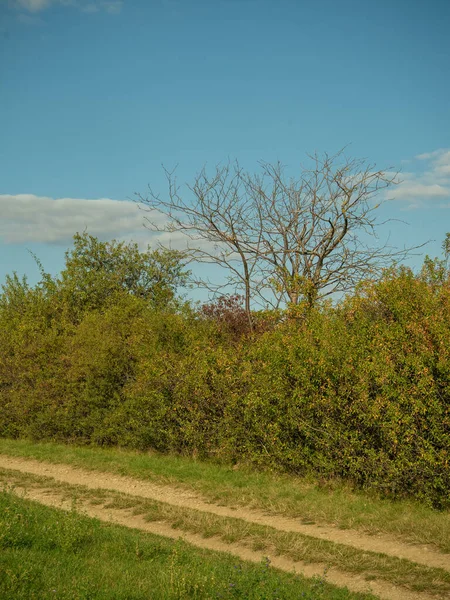 Paysage Aux Couleurs Automnales Colorées — Photo