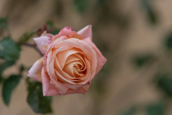 Роза Цвета Лосося Саду — стоковое фото