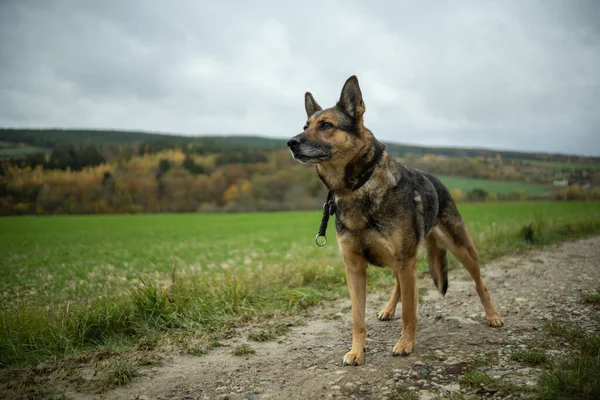 German Shepherd Autumn — Stock Photo, Image