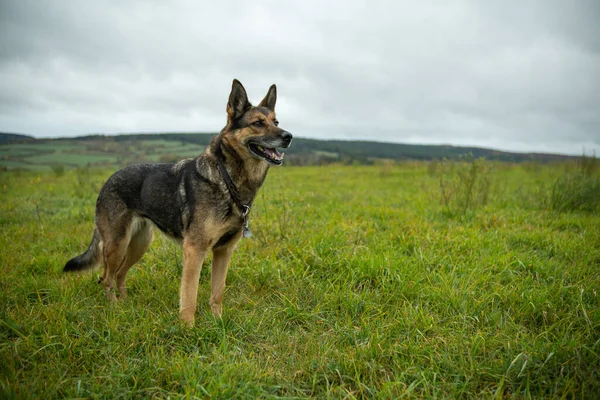 Sonbaharda Alman çoban köpeği