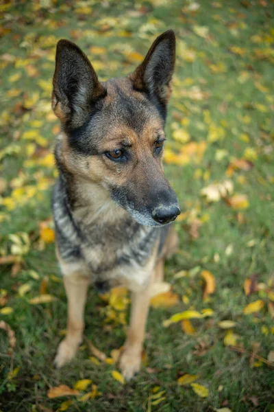 Sonbaharda Alman Çoban Köpeği — Stok fotoğraf
