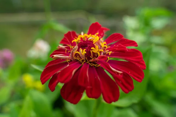 Flores Coloridas Jardim — Fotografia de Stock