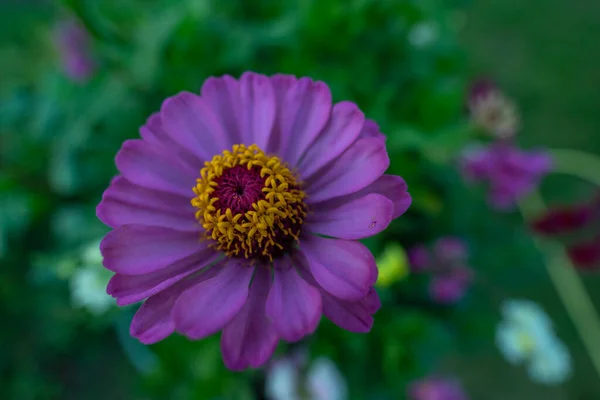 Flores Colores Jardín — Foto de Stock