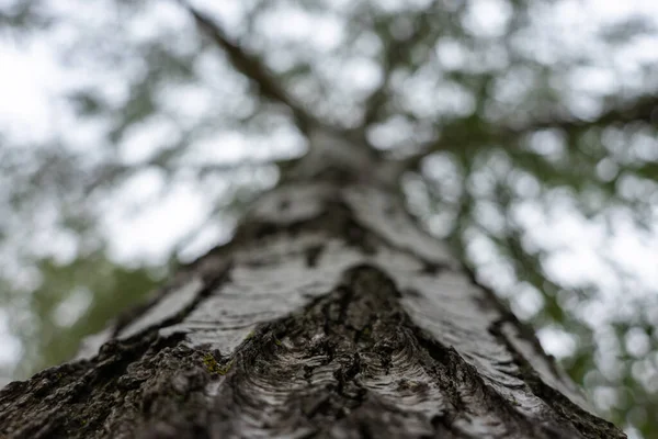 Birch Trunk Bottom Top — Stock Photo, Image