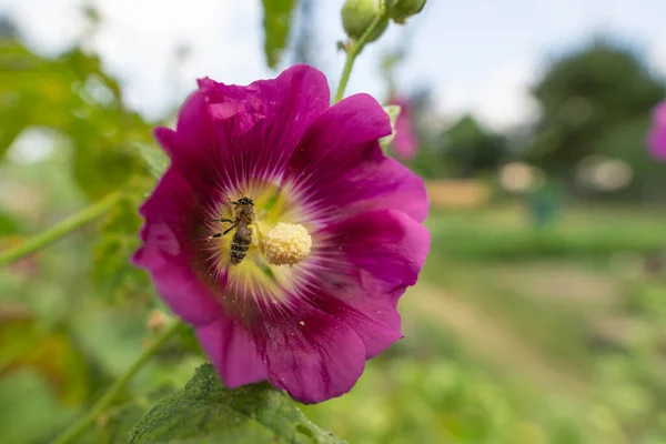 Bine Uma Flor Hollyhock — Fotografia de Stock