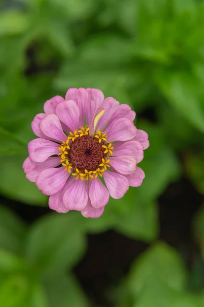 庭の色とりどりの花は — ストック写真