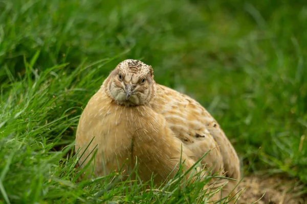 Prepeliță Într Aviară — Fotografie, imagine de stoc
