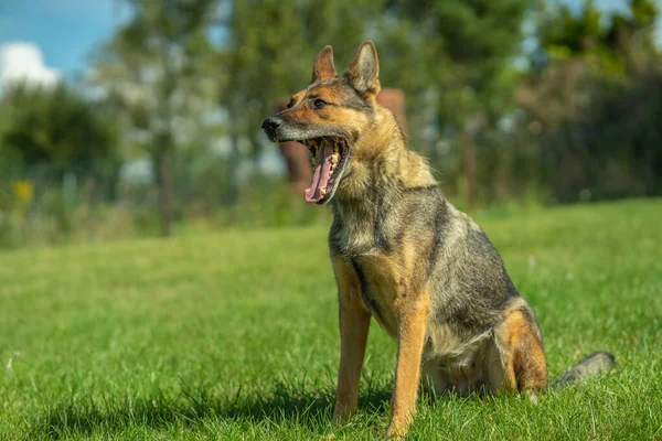 Tysk Herde Hösten — Stockfoto