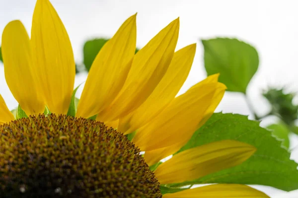 Sunflower Back Light — Stock Photo, Image