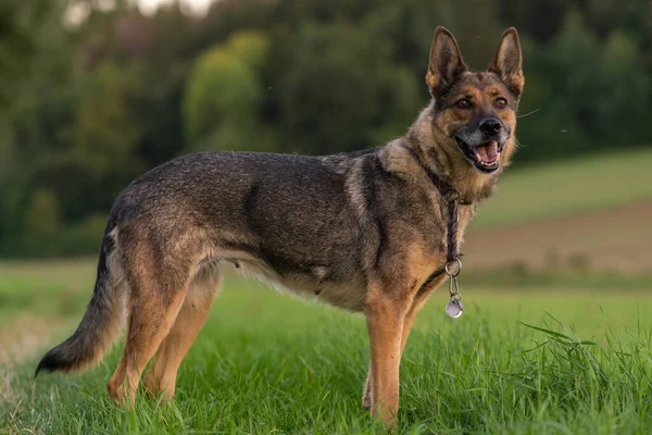 Deutscher Schäferhund Herbst — Stockfoto