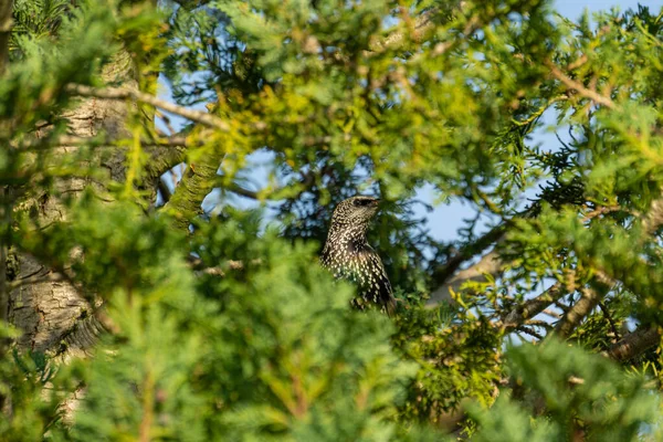 Stern Einem Nadelbaum — Stockfoto