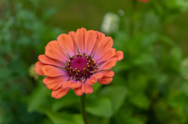 Flores Colores Jardín — Foto de Stock