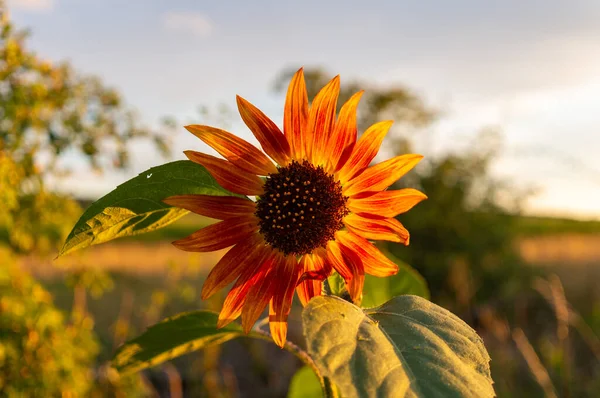 Sunflower in the back light