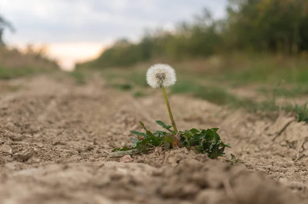 Pissenlit Dans Une Prairie — Photo