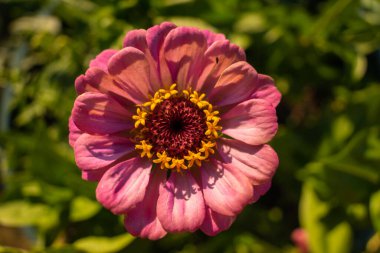 Bahçedeki renkli çiçekler.