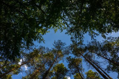 Renkli sonbahar renklerine sahip manzara