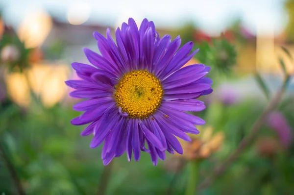 Flores Colores Jardín — Foto de Stock