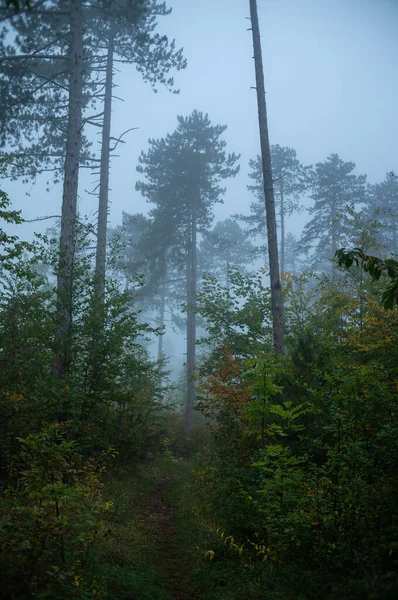 Landschap Met Kleurrijke Herfstkleuren Mist — Stockfoto