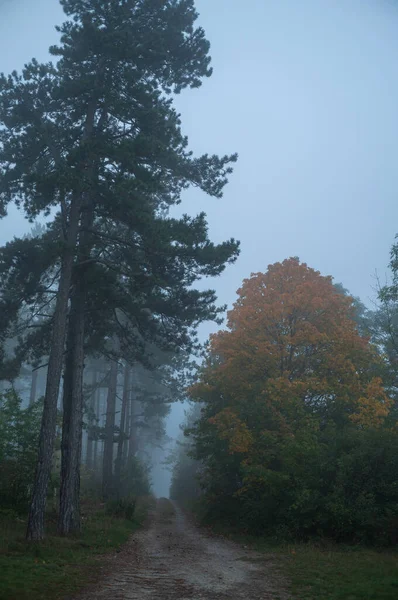 Landschap Met Kleurrijke Herfstkleuren Mist — Stockfoto