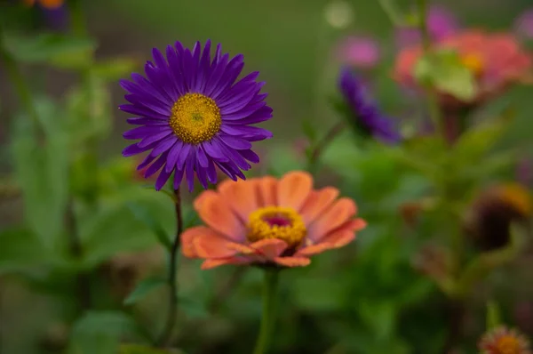 Bahçedeki Renkli Çiçekler — Stok fotoğraf