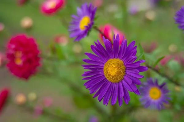 Flores Colores Jardín — Foto de Stock