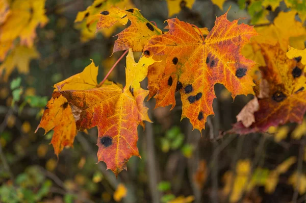 Paisaje Con Colores Otoño Coloridos — Foto de Stock