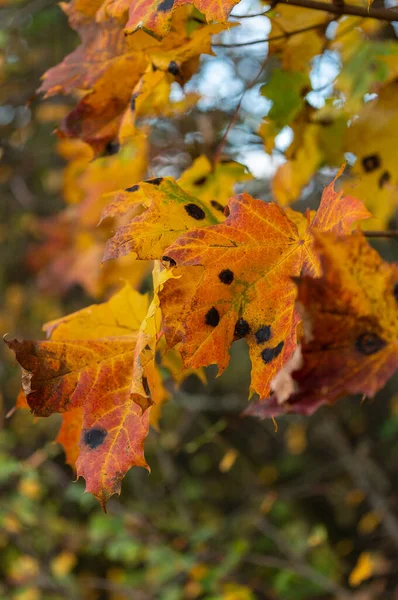 Landschaft Mit Bunten Herbstfarben — Stockfoto