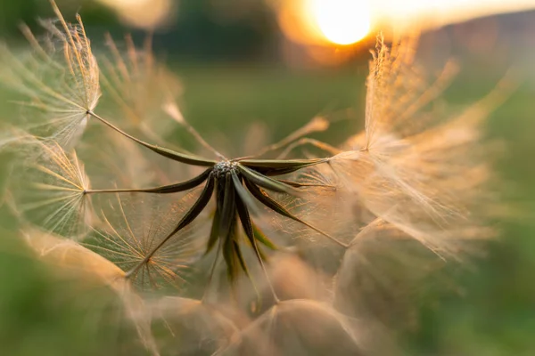 Pissenlit Dans Une Prairie — Photo