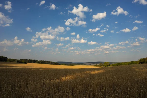 Getreidefeld Kurz Vor Der Ernte — Stockfoto