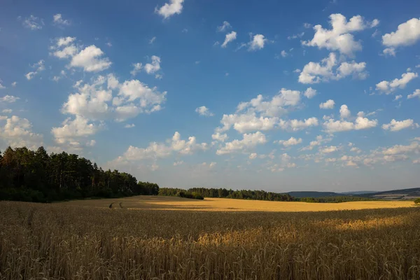 Campo Grano Justo Antes Cosecha — Foto de Stock