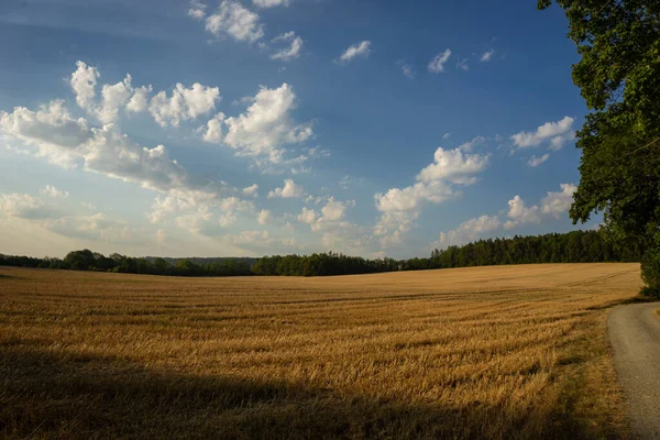 Korenveld Net Voor Oogst — Stockfoto