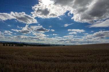 Hasattan hemen önce tahıl tarlası