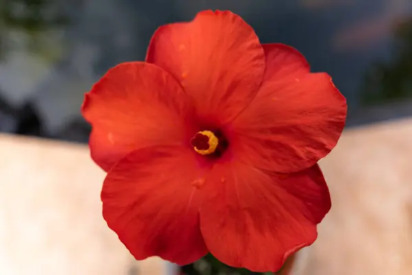 Close Uma Flor Hibisco Vermelho — Fotografia de Stock