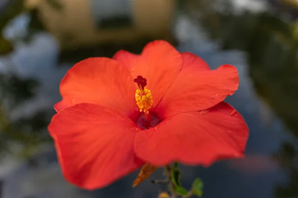Close Uma Flor Hibisco Vermelho — Fotografia de Stock