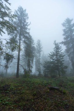 Kara Orman 'da sonbahar sisi