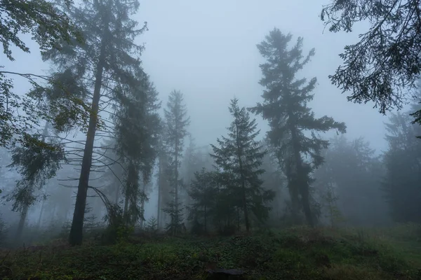黑森林里的秋雾 — 图库照片
