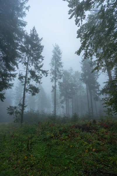 Herfstmist Het Zwarte Woud — Stockfoto