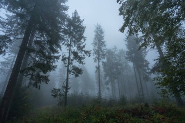 Kara Orman 'da sonbahar sisi