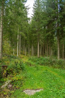 Kara Orman 'da sonbahar manzarası